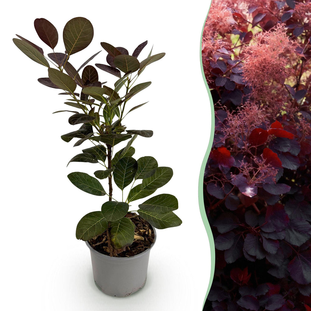 Green boutiQ - Gartenpflanze - Cotinus coggygria Royal Purple - Purpur - 1 Pflanze - Laubabwerfend - Pflegeleicht - Topf 12 cm, Höhe 35 cm