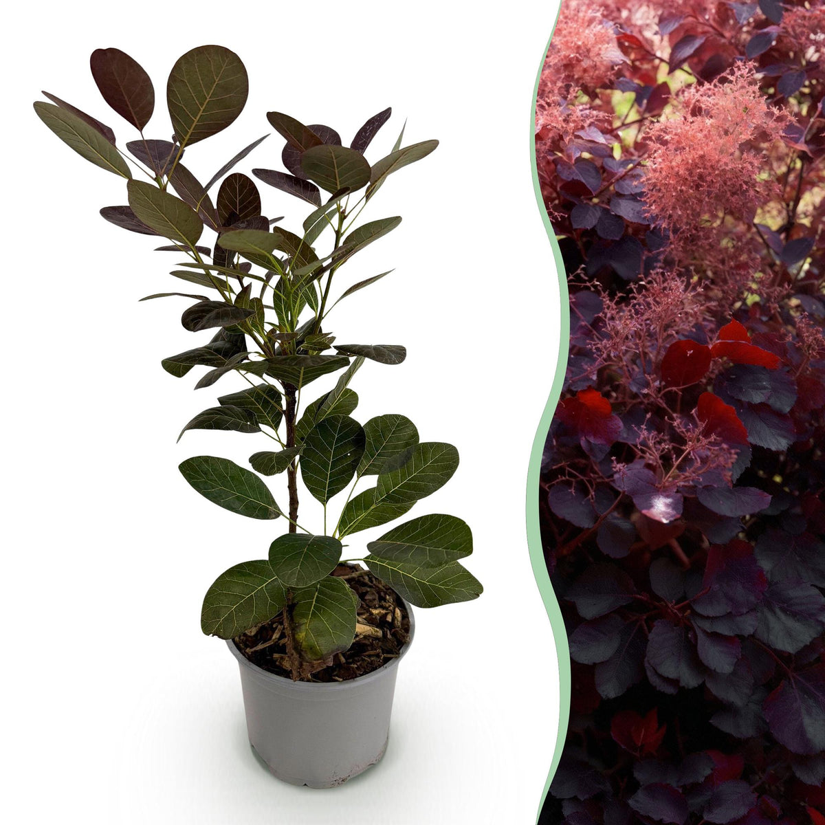 Green boutiQ - Tuinplant - Cotinus coggyria Royal Purple - Paars - 1 Plant - Bladverliezend - Weinig Onderhoud - Pot 12cm Hoogte 35cm