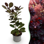 Green boutiQ - Gartenpflanze - Cotinus coggygria Royal Purple - Purpur - 1 Pflanze - Laubabwerfend - Pflegeleicht - Topf 12 cm, Höhe 35 cm