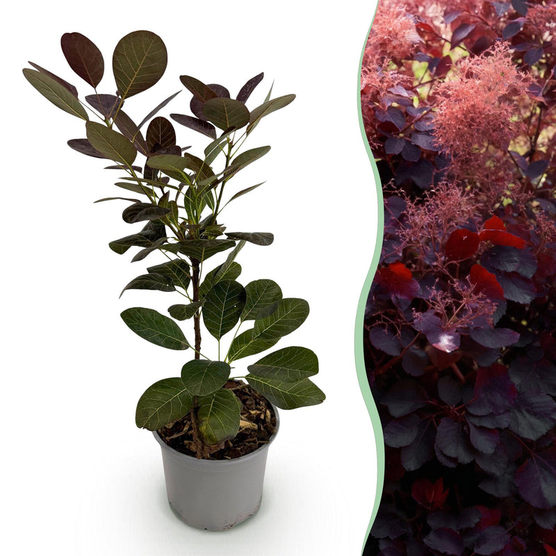 Green boutiQ - Tuinplant - Cotinus coggyria Royal Purple - Paars - 1 Plant - Bladverliezend - Weinig Onderhoud - Pot 12cm Hoogte 35cm