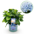 Green boutiQ - Plante de terrasse - Hortensia - Hydrangea Magical Revolution Blue - Bleu - 6-10 fleurs - Pot 23 cm Hauteur 55 cm