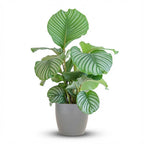 Green boutiQ - Zimmerpflanze - Korbmarante - Calathea Orbifolia - Grün - Pflegeleicht - 1 Pflanze - mit Topf Grau - Topf 21cm - Höhe 60 - 70cm