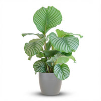 Green boutiQ - Kamerplant - Pauwenplant - Calathea Orbifolia - Groen - Weinig onderhoud - 1 Plant - met Potter Grijs - Pot 21cm - Hoogte 60 - 70cm
