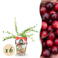 Green boutiQ - Plants fruitiers - Myrtille - Vaccinium macrophylla Early Black - Rustique - 6 plantes - Pot 9 cm - Baie rouge foncé