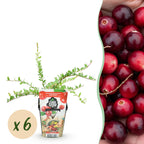 Green boutiQ - Plants fruitiers - Myrtille - Vaccinium macrophylla Early Black - Rustique - 6 plantes - Pot 9 cm - Baie rouge foncé