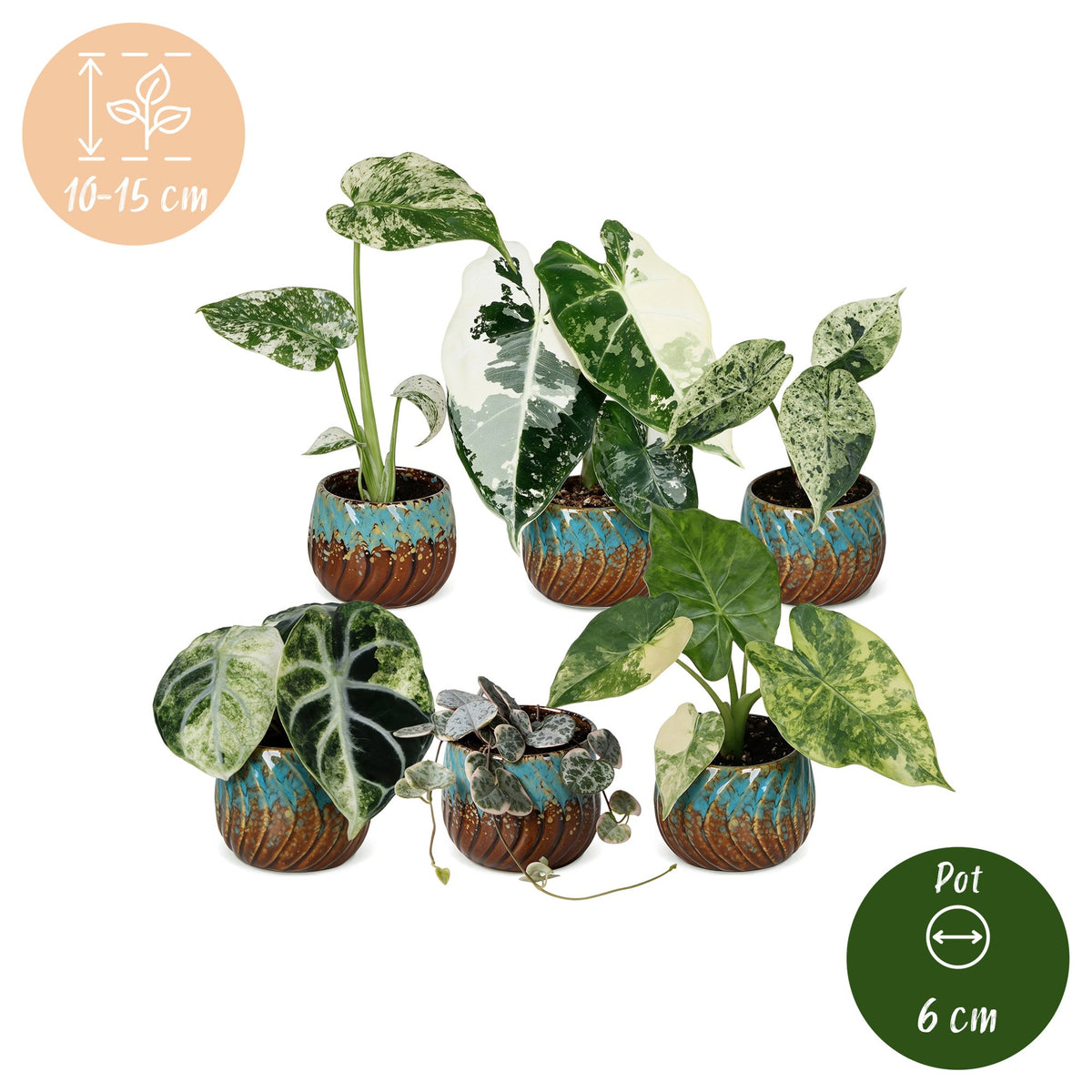 6x Baby Variegata Mix - Various colours - Tropical - incl. Copper Reef - Ø6cm - ↕10-15cm