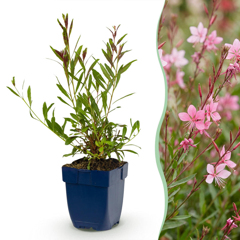 Green boutiQ - Vasteplant - Gaura lindh. Florgauros - Prachtkaars - Bijen- en vlinderlokkers - Roze - 6 Planten - Pot 11cm - Hoogte 15-25cm