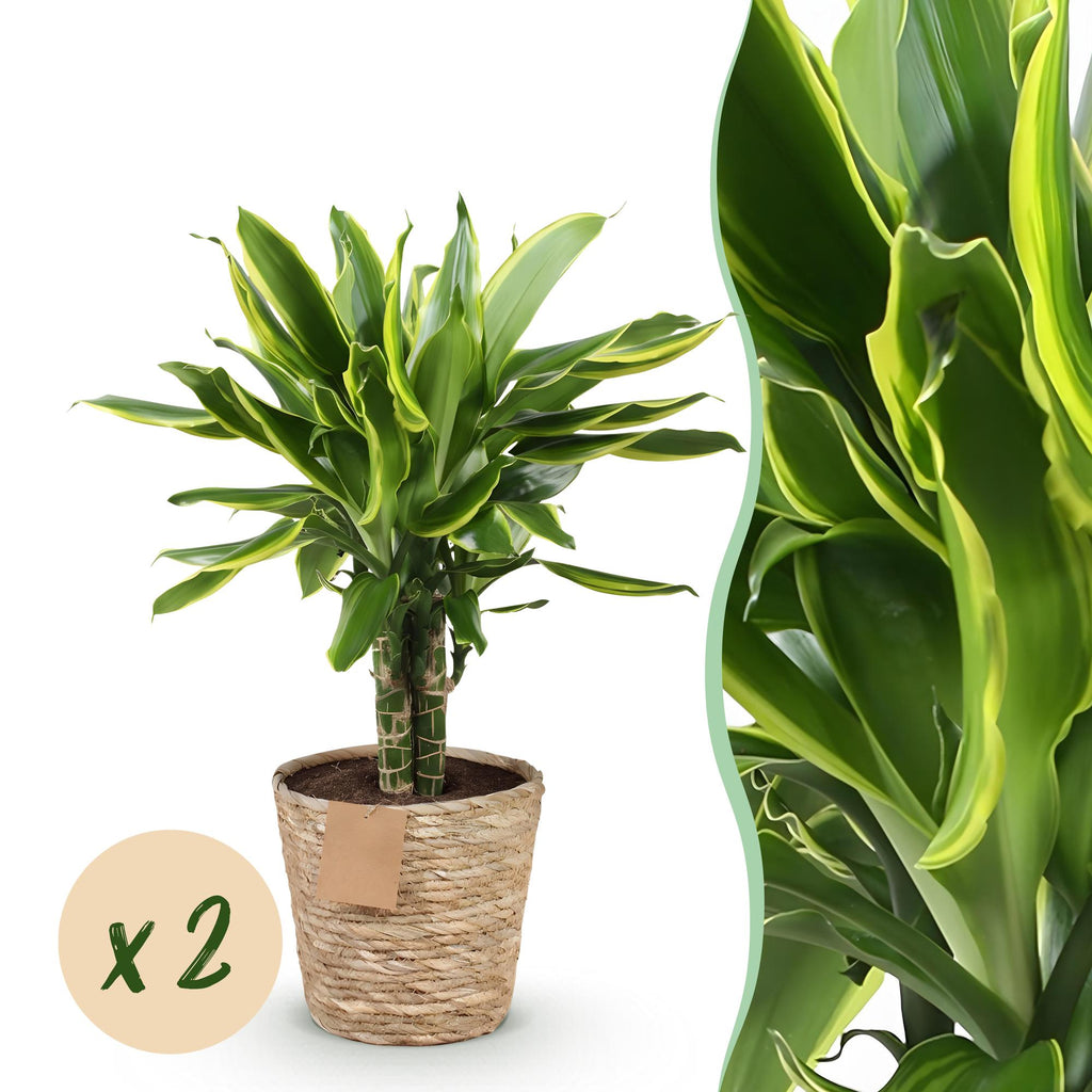 Green BoutiQ - Le vert, c'est... Plantes d'intérieur - Dracaena fragrans Golden Coast - Dragonnier - Entretien facile - avec panier - Vert - 2 Plantes - Pot 17cm - Hauteur 50-55cm