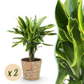 Green BoutiQ - Le vert, c'est... Plantes d'intérieur - Dracaena fragrans Golden Coast - Dragonnier - Entretien facile - avec panier - Vert - 2 Plantes - Pot 17cm - Hauteur 50-55cm