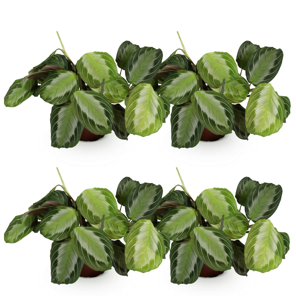 Green boutiQ - Plante d'intérieur - Maranta Fascinator Silverband - Plante prière - Adapté aux animaux de compagnie - Vert - 4 Plantes - Pot 12cm - Hauteur 30-35cm