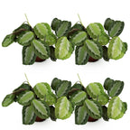 Green boutiQ - Plante d'intérieur - Maranta Fascinator Silverband - Plante prière - Adapté aux animaux de compagnie - Vert - 4 Plantes - Pot 12cm - Hauteur 30-35cm