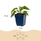 Green boutiQ - Stauden - Rudbeckia fulg. Goldsturm - Gewöhnlicher Sonnenhut - Bienen- und Schmetterlingsmagnet - Gelb - 6 Pflanzen - Topf 11 cm - Höhe 15-25 cm