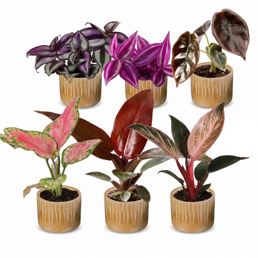 6x Baby Paradise Mix - Various colours - Tropical - incl. Linnea Honey - Ø6cm - ↕10-15cm