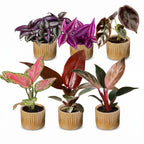6x Baby Paradise Mix - Various colours - Tropical - incl. Linnea Honey - Ø6cm - ↕10-15cm