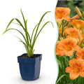 Green boutiQ - Stauden - Hemerocallis Mauna Loa - Taglilie - Bienen- und Schmetterlingsmagnet - Orange - 24 Pflanzen - 11 cm Topf - Höhe 15-25 cm