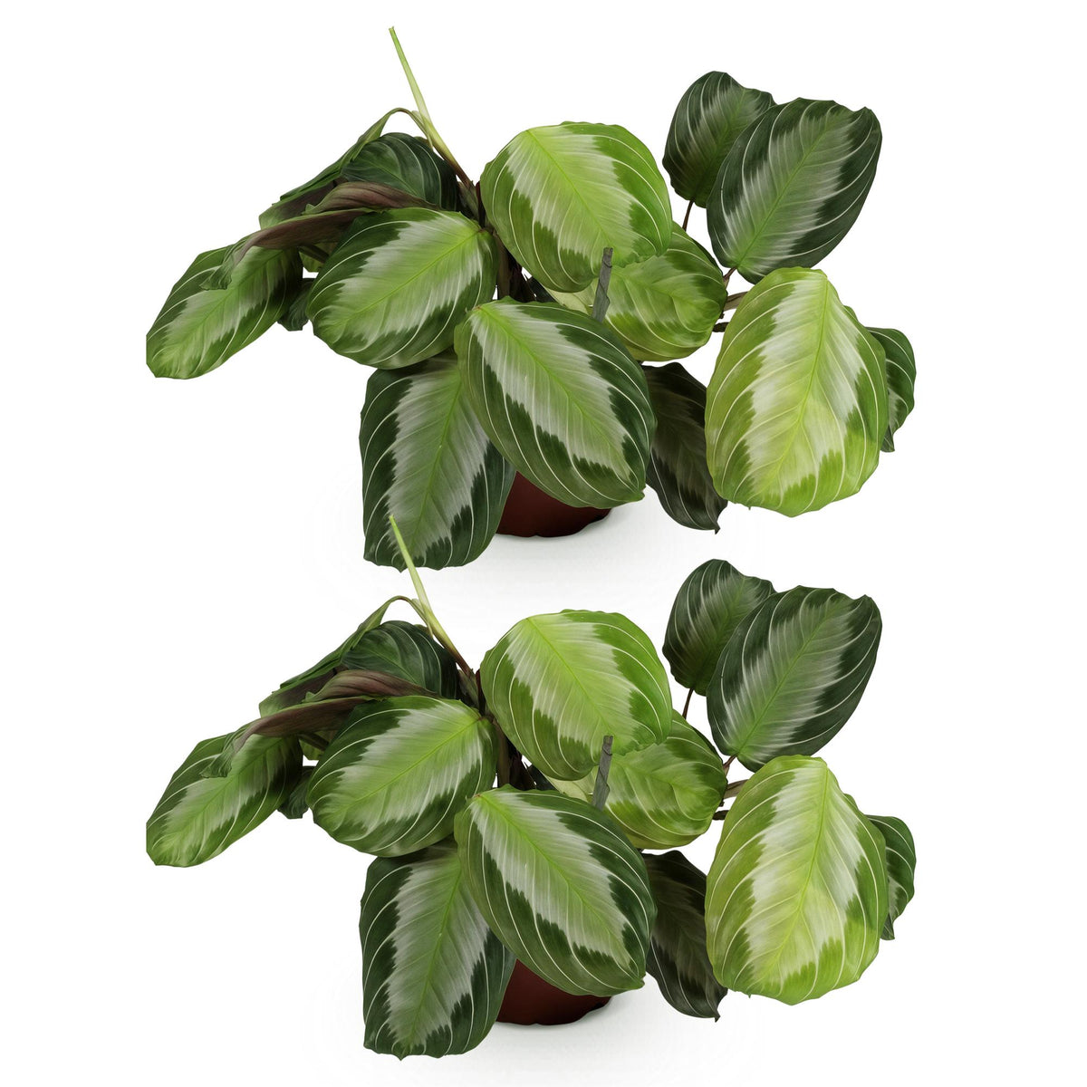Green boutiQ - Kamerplant - Maranta Fascinator Silverband - Gebedsplant - Huisdiervriendelijk - Groen - 2 Planten - Pot 12cm - Hoogte 30-35cm