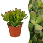 6x Crassula Ovata - Jade plant - Green - Succulent/cactus - Ø12cm - ↕16cm