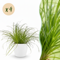 Green boutiQ - Plante d'intérieur - Cyperus alternifolius Zumula - Herbe à chat - Plante adaptée aux animaux de compagnie - Vert - 4 Plantes - avec Cache-pot Blanc - Pot 12cm - Hauteur 20cm