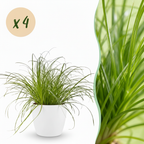 Green boutiQ - Plante d'intérieur - Cyperus alternifolius Zumula - Herbe à chat - Plante adaptée aux animaux de compagnie - Vert - 4 Plantes - avec Cache-pot Blanc - Pot 12cm - Hauteur 20cm