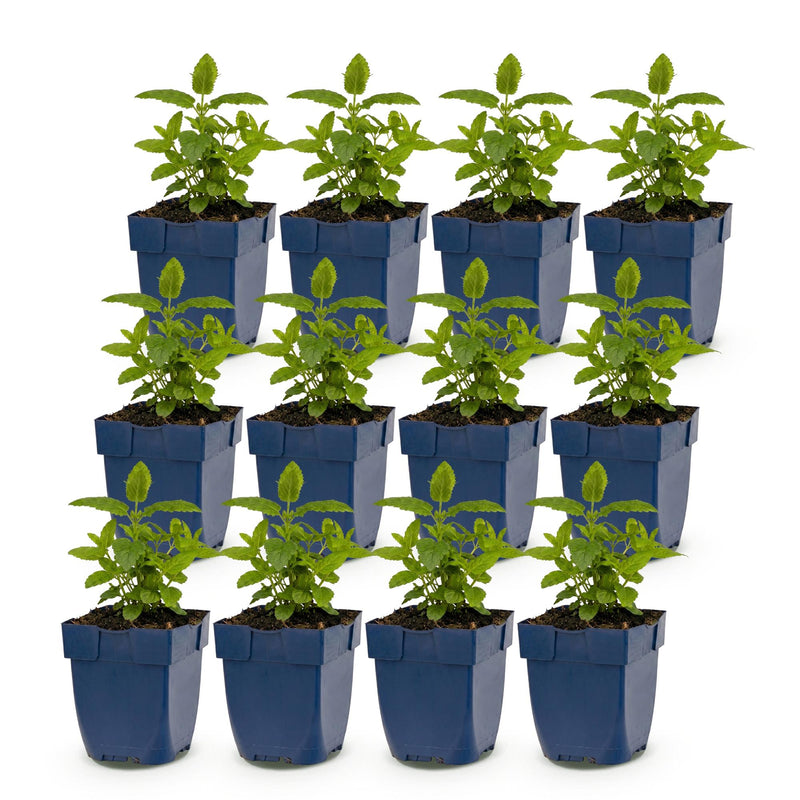 Green boutiQ - Vasteplant - Nepeta nerv. Neptune - Kattenkruid - Bijen en Vlinderlokkers - Paars - 12 Planten - Pot 11cm - Hoogte 15-25cm