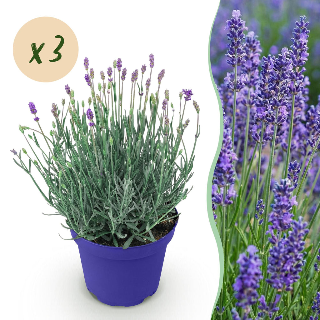 Green boutiQ - Plante de jardin - Lavandula angustifolia Hidcote - Lavande - Rustique - Violet - 3 plantes - Pot 12 cm - Hauteur 15-25 cm