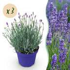 Green boutiQ - Plante de jardin - Lavandula angustifolia Hidcote - Lavande - Rustique - Violet - 3 plantes - Pot 12 cm - Hauteur 15-25 cm