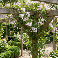 2x Jasminum stephanense - Stephan's jasmine - Pink - Climber - Ø9cm - ↕35cm