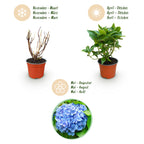 Green boutiQ - Plante de jardin - Hydrangea macrophylla Bleu - Hortensia - Rustique - Bleu - 1 Plante - Pot 12cm - Hauteur 20-30cm