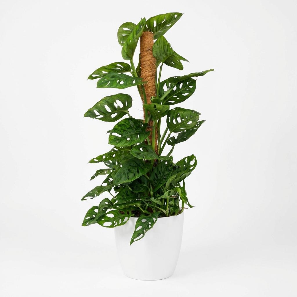 Green boutiQ - Kamerplant - Monkey Mask - Monstera Andansonii Mosstok - Groen - Weinig onderhoud - 1 Plant - met Potter Wit - Pot 19cm - Hoogte 90cm