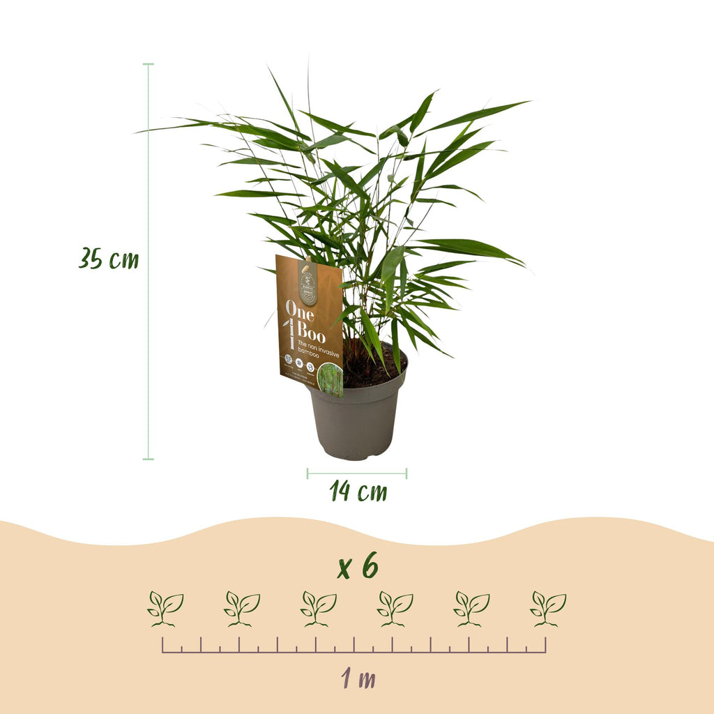 Green boutiQ - Gräser - Fargesia Asian Wonder - Nicht wuchernder Bambus - Immergrün - Grün - 2 Pflanzen - Topf 14 cm - Höhe 35 cm