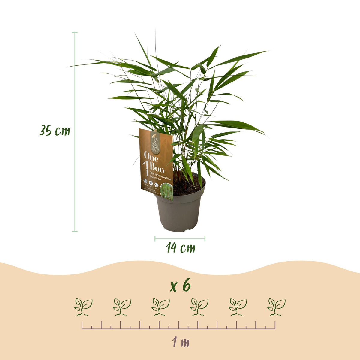 Green boutiQ - Gräser - Fargesia Asian Wonder - Nicht wuchernder Bambus - Immergrün - Grün - 2 Pflanzen - Topf 14 cm - Höhe 35 cm
