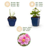 Green boutiQ - Vasteplant - Anemone hup. Splendens - Herfst Anemoon - Schaduw - Donker Roze - 1 Plant - Pot 11cm - Hoogte 15-25cm