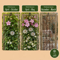 9x Klimplaten Tricolor Colourfull - Tricolor climbing plant - Light Pink - White - Purple - Climber - Ø9cm - ↕35cm