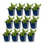 Green boutiQ - Stauden - Knautia macedonica - Mazedonische Witwenblume - Bienen- und Schmetterlingsmagnet - Dunkelrot - 12 Pflanzen - Topf 11 cm - Höhe 15-25 cm
