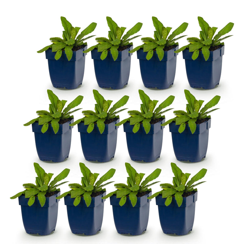 Green boutiQ - Vasteplant - Knautia macedonica - Beemdkroon - Bijen- en vlinderlokkers - Donker Rood - 12 Planten - Pot 11cm - Hoogte 15-25cm