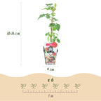 Green boutiQ - Obstpflanzen - Taybeere - Rubus Tayberry - Winterhart - 6 Pflanzen - Topf 9 cm - Rote Johannisbeere