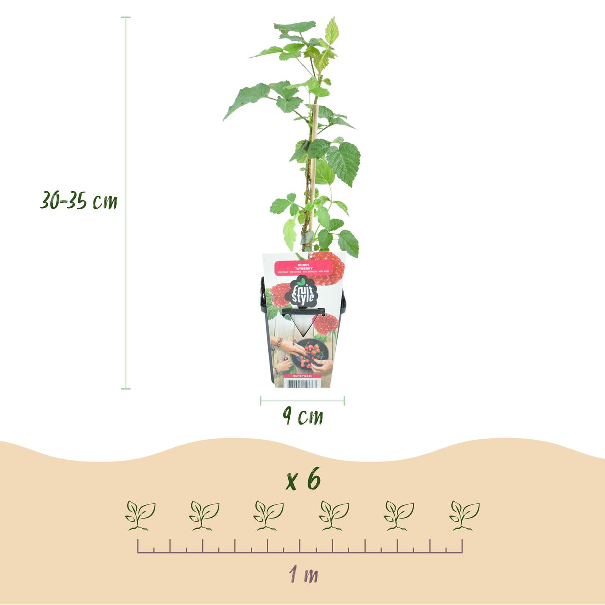 Green boutiQ - Obstpflanzen - Taybeere - Rubus Tayberry - Winterhart - 6 Pflanzen - Topf 9 cm - Rote Johannisbeere