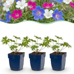 Green boutiQ - Stauden - Geranium Tricolour - Storchschnabel - Bodendeckend - Violett - Rosa - Weiß - 6 Pflanzen - Topf 11cm - Höhe 15-25cm