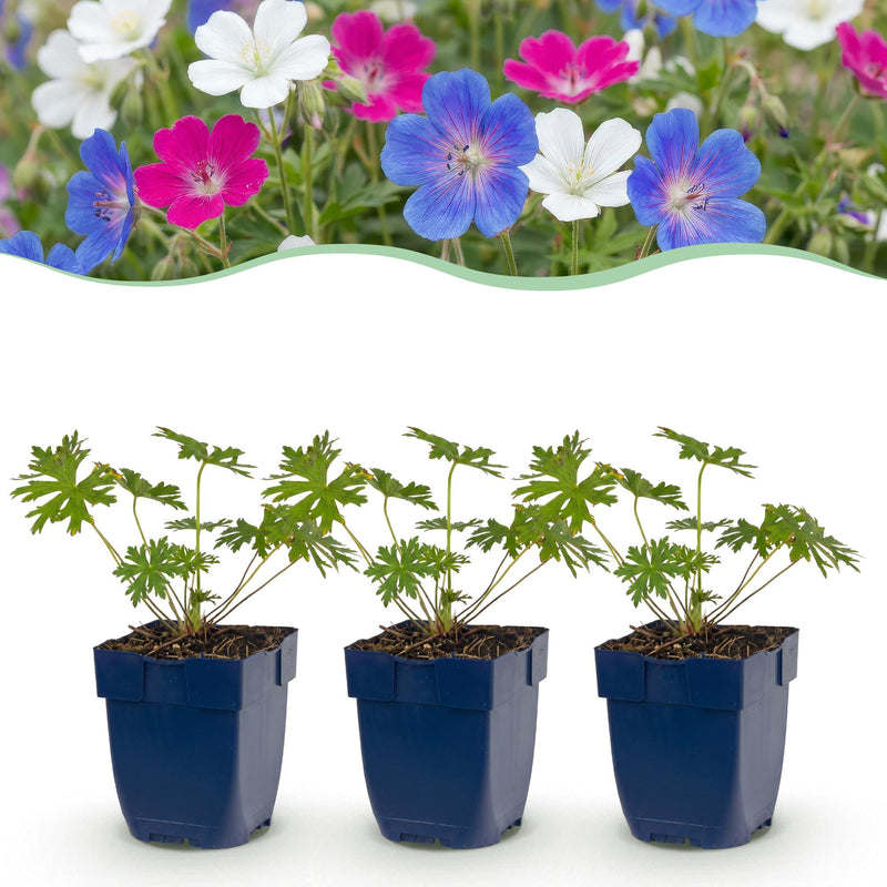 Green boutiQ - Vasteplant - Geranium Tricolour - Ooievaarsbek - Bodembedekkend - Paars - Roze - Wit - 6 Planten - Pot 11cm - Hoogte 15-25cm
