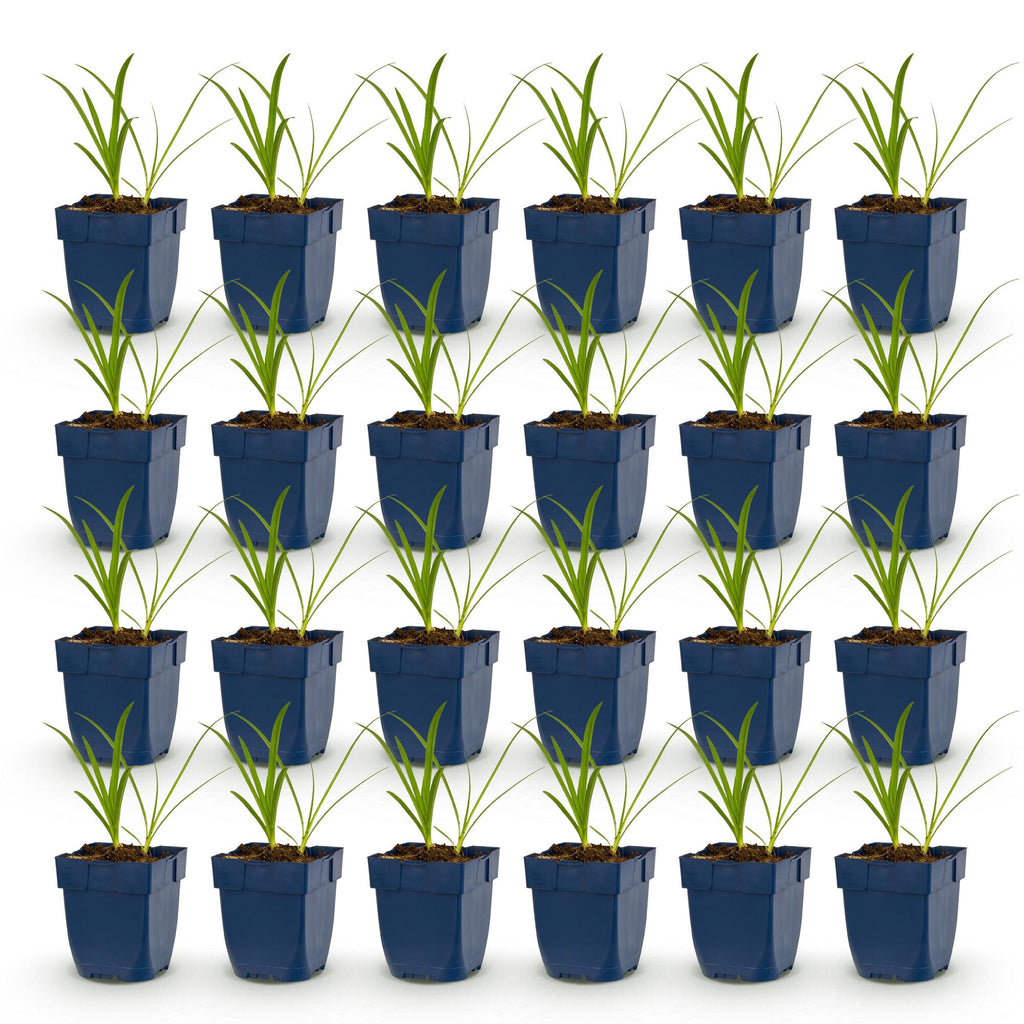 Green boutiQ - Stauden - Agapanthus africanus Albus - Afrikanische Schmucklilie - Bienen- und Schmetterlingsmagnet - Weiß - 24 Pflanzen - Topf 11cm - Höhe 15-25cm