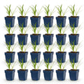 Green boutiQ - Stauden - Agapanthus africanus Albus - Afrikanische Schmucklilie - Bienen- und Schmetterlingsmagnet - Weiß - 24 Pflanzen - Topf 11cm - Höhe 15-25cm