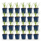 Green boutiQ - Stauden - Agapanthus africanus Albus - Afrikanische Schmucklilie - Bienen- und Schmetterlingsmagnet - Weiß - 24 Pflanzen - Topf 11cm - Höhe 15-25cm