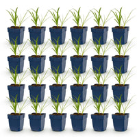 Green boutiQ - Vasteplant - Agapanthus africanus Albus - Afrikaanse Lelie - Bijen en Vlinderlokkers - Wit - 24 Planten - Pot 11cm - Hoogte 15-25cm