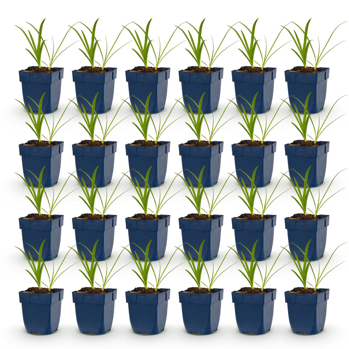 Green boutiQ - Stauden - Agapanthus africanus Albus - Afrikanische Schmucklilie - Bienen- und Schmetterlingsmagnet - Weiß - 24 Pflanzen - Topf 11cm - Höhe 15-25cm