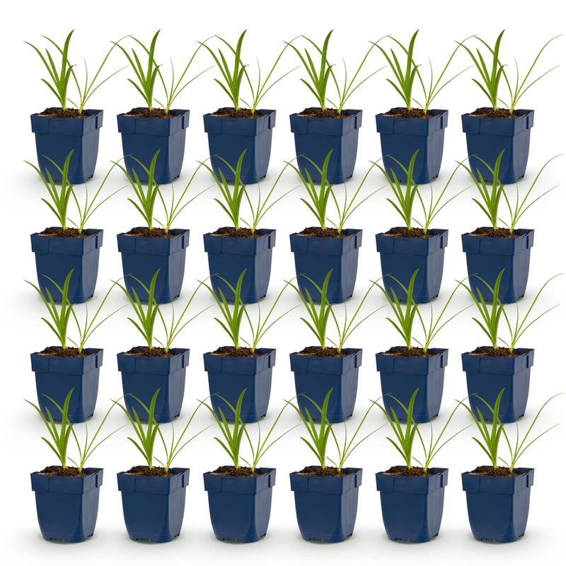 Green boutiQ - Vasteplant - Agapanthus africanus Albus - Afrikaanse Lelie - Bijen en Vlinderlokkers - Wit - 24 Planten - Pot 11cm - Hoogte 15-25cm