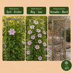 Clématite Nelly Moser - Clématite Nelly Moser - Blanc - Rose - Plante grimpante - Ø9cm - ↕35cm