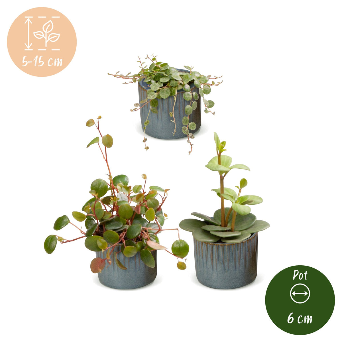 3x Baby Peperomia Mix - Green - Red - Tropical - incl. Linnea Misty Blue - Ø6cm - ↕5-15cm