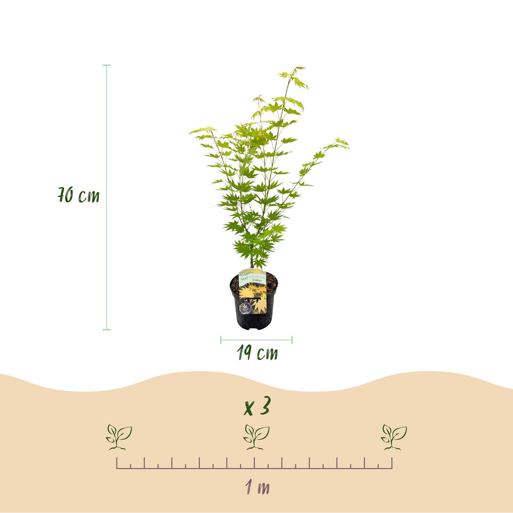 Green boutiQ - Plante de terrasse - Érable du Japon - Acer palmatum Jordan - Jaune - 2 plantes - Caduc - Pot 19cm Hauteur 70cm