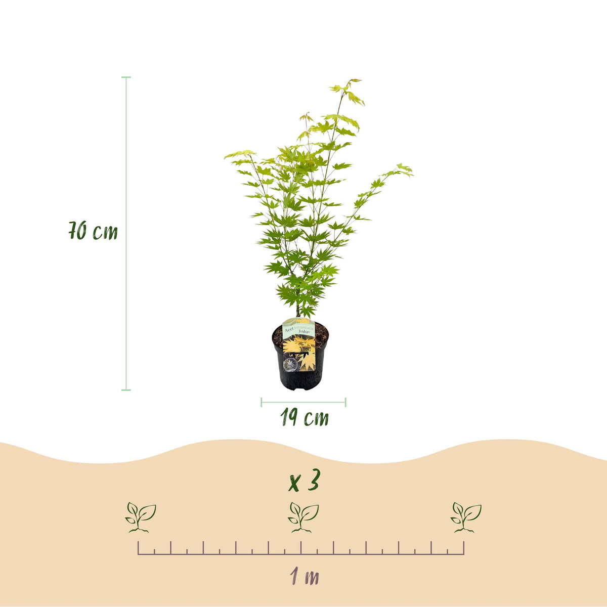Green boutiQ - Plante de terrasse - Érable du Japon - Acer palmatum Jordan - Jaune - 2 plantes - Caduc - Pot 19cm Hauteur 70cm