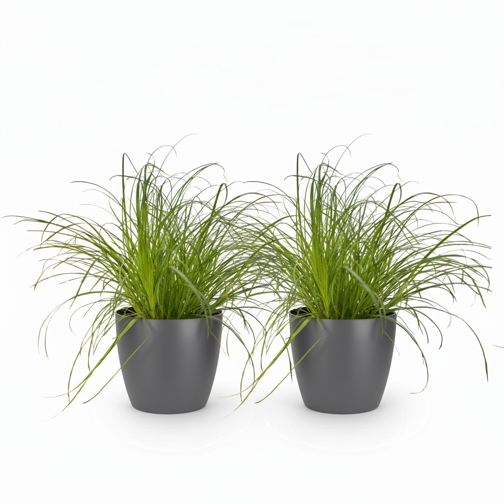 Green boutiQ - Kamerplant - Cyperus alternifolius Zumula - Kattengras - Huisdiervriendelijke Plant - Groen - 2 Planten - met Potter Grijs - Pot 12cm - Hoogte 20cm